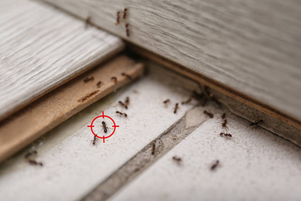 Best Pest Inspection Near Me  in Augusta, KS