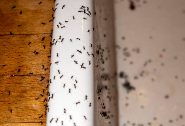 Best Ant Control Services  in Augusta, KS