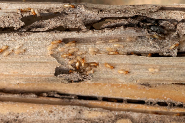 Best Commercial Pest Control Services  in Augusta, KS